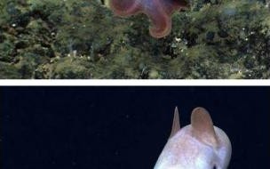 大象的耳朵考察内容 中班大象的耳朵语言教案